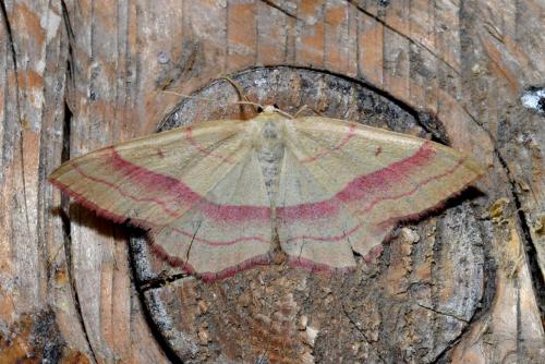 Réf. 207 874 : Rhodostrophia vibicaria
